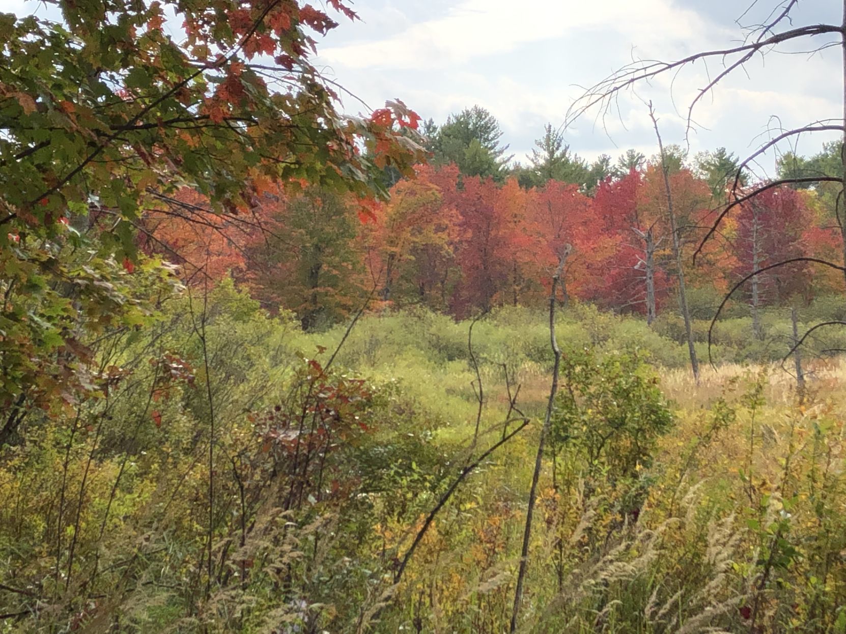 Chester foliage